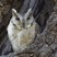 Indian Scops-Owl